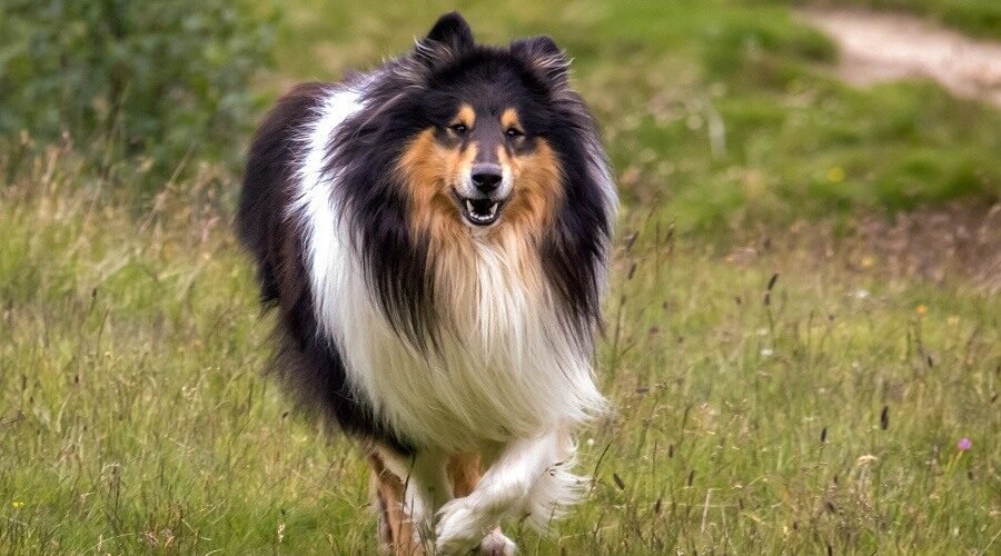Old Time Scotch Collie